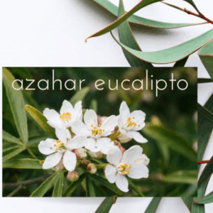 eucalipto azahar