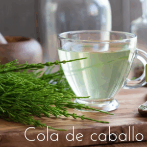 planta e infusión de cola de caballo