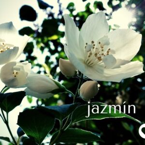 te verde jazmin